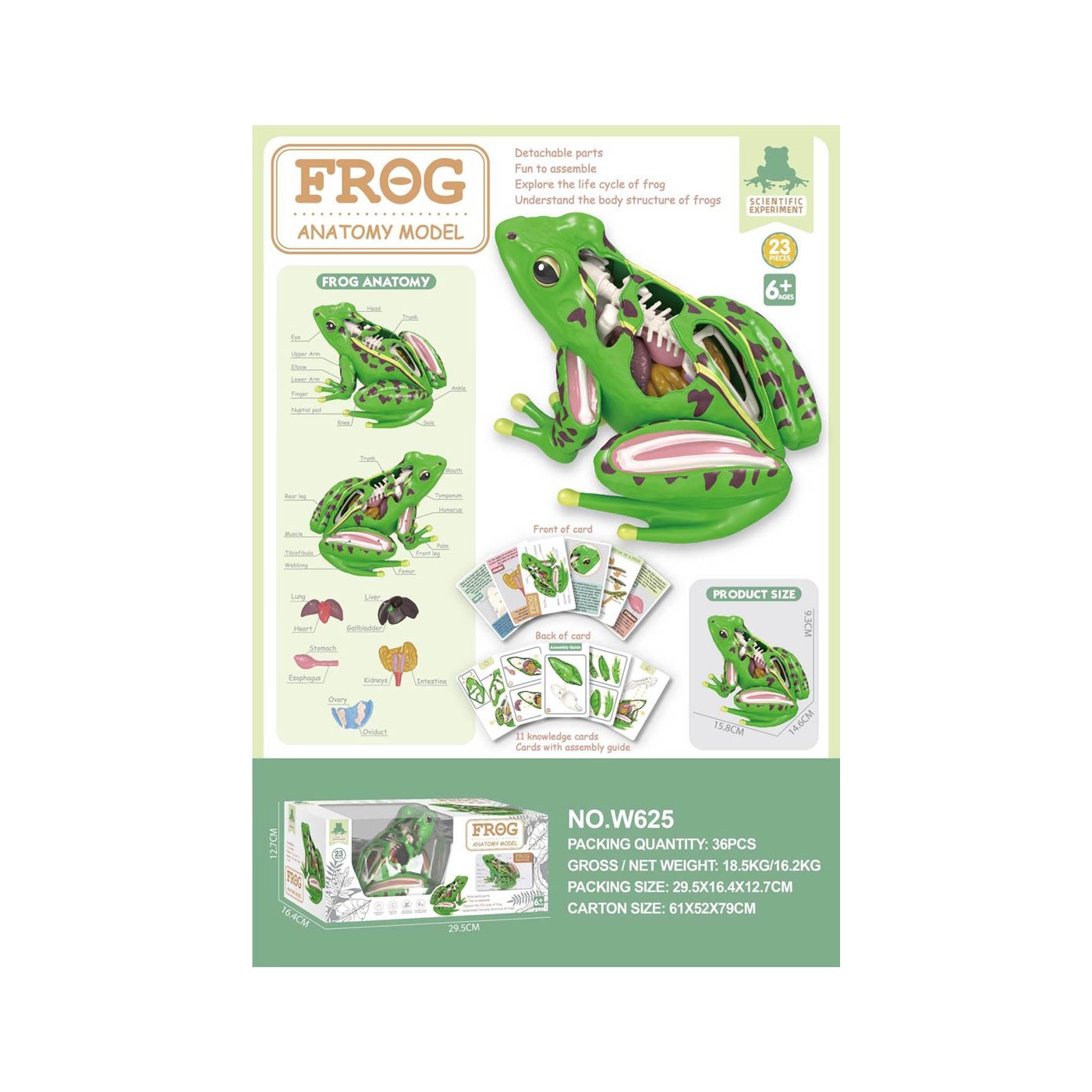 Animal Anatomy Educational Toy Frog